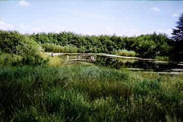 Staw.jpg (21550 bytes)
